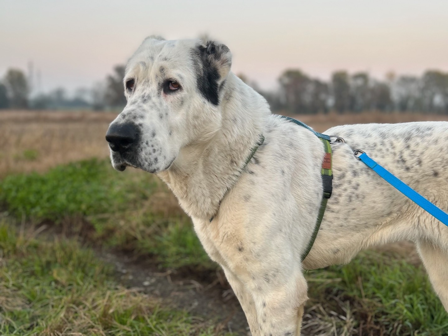 Adozione cane, femmina, Razza sconosciuta Razza sconosciuta, 2 anni e 3 mesi, taglia gigante, Milano