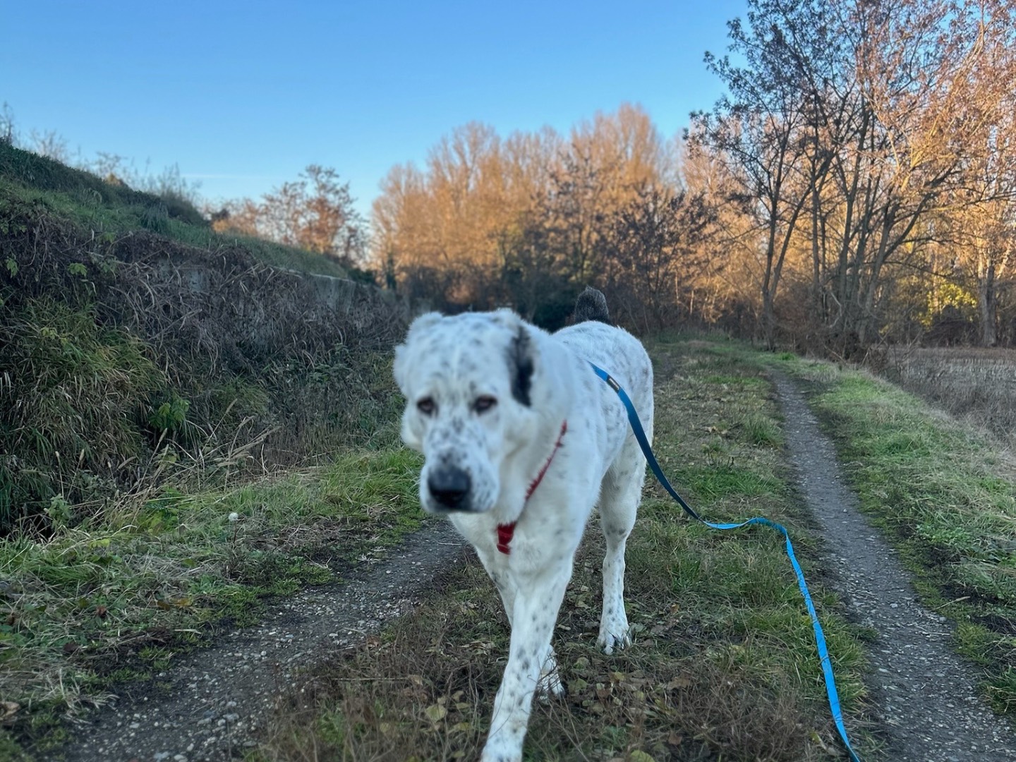 Adotta un cane, femmina, 2 anni e 3 mesi, Milano