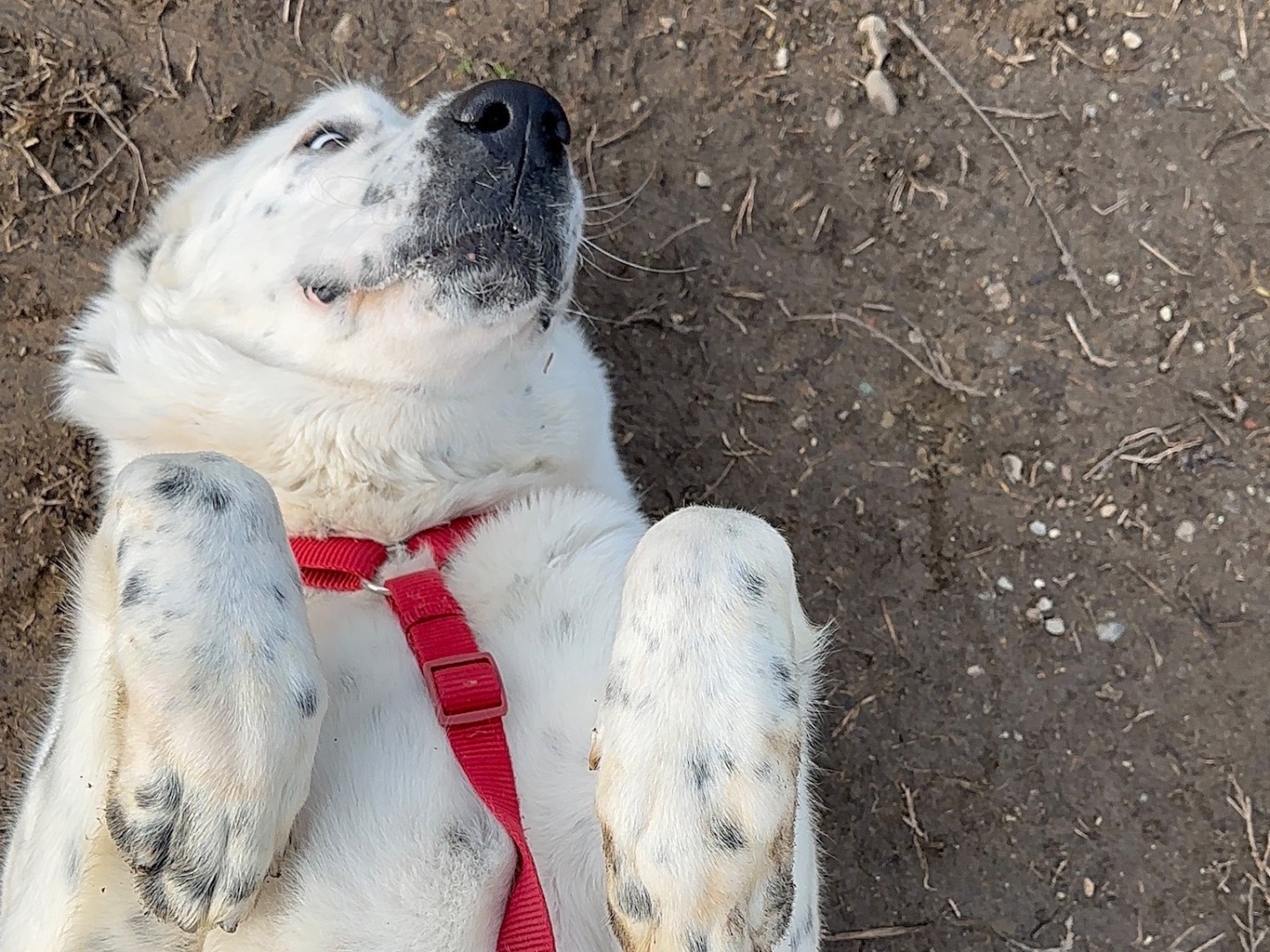 Adotta un cane, taglia gigante, femmina, Milano