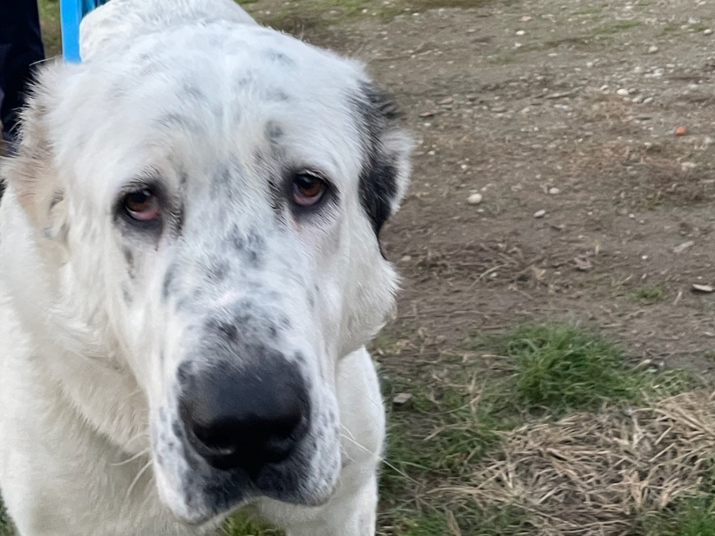 Vuoi adottare un cane a Milano?