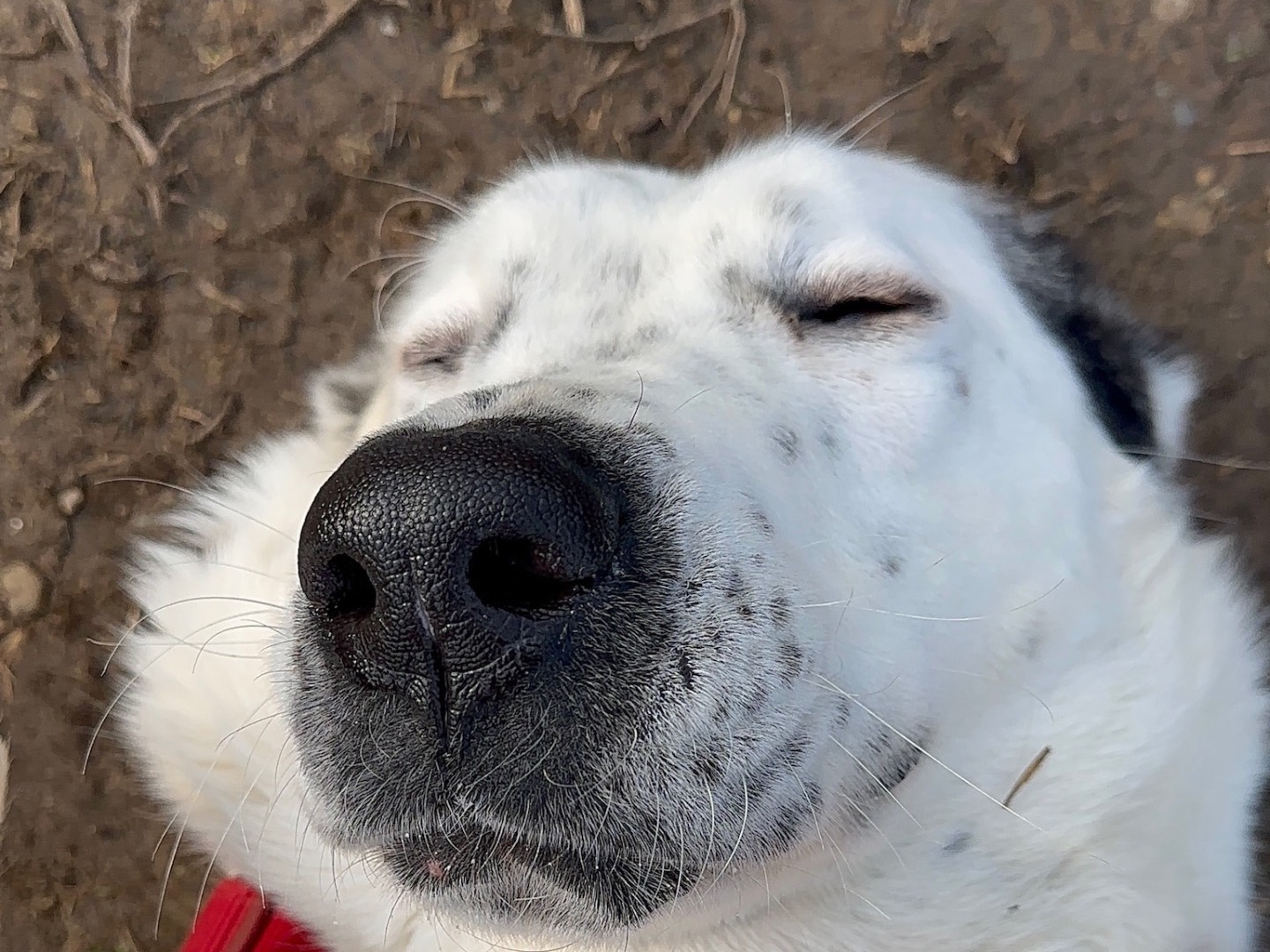 Adotta il cane Asia  a Milano