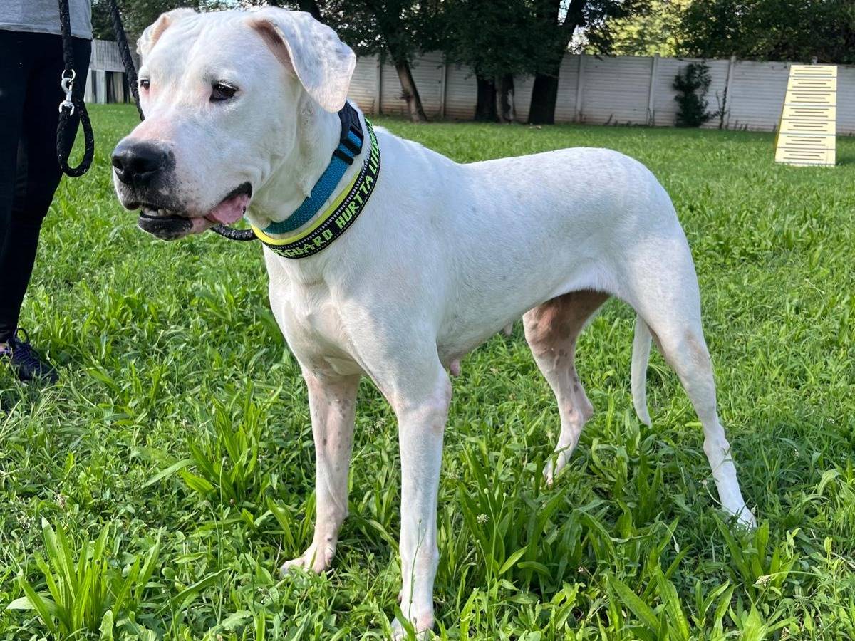 Vuoi adottare un cane a Milano?