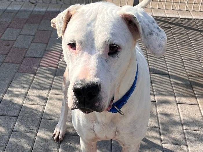 Adotta il cane LOLA a Milano