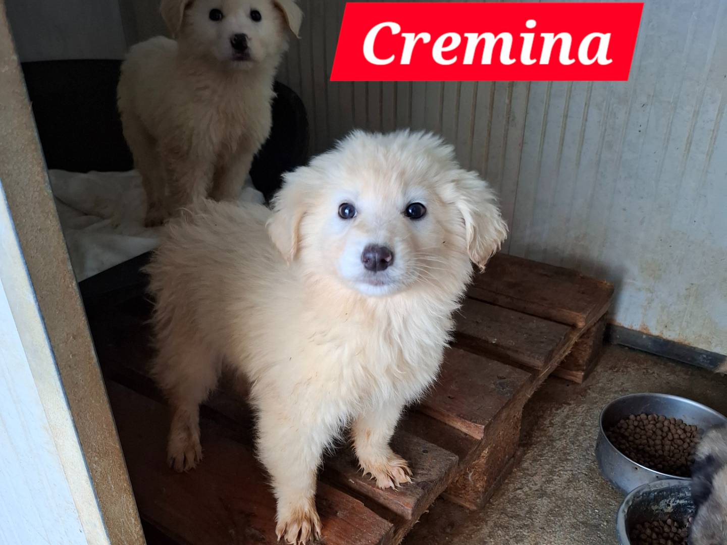 Adozione cane, femmina, Razza sconosciuta Razza sconosciuta, 2 mesi, taglia grande, Potenza