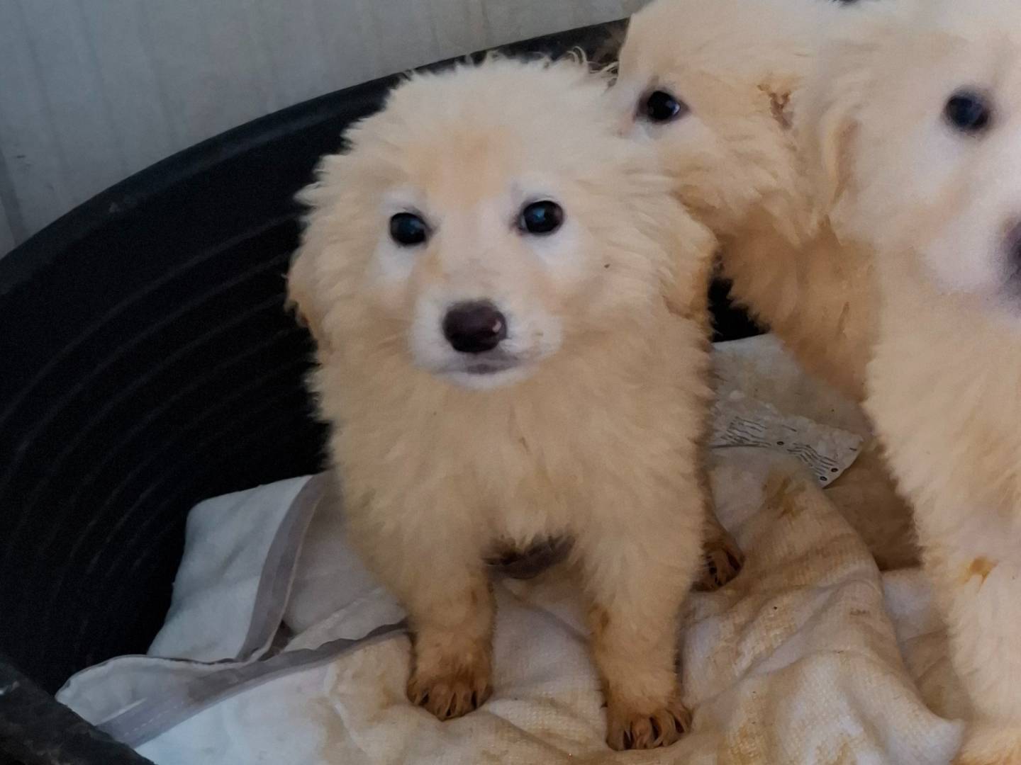 Adotta un cane, taglia grande, femmina, Potenza