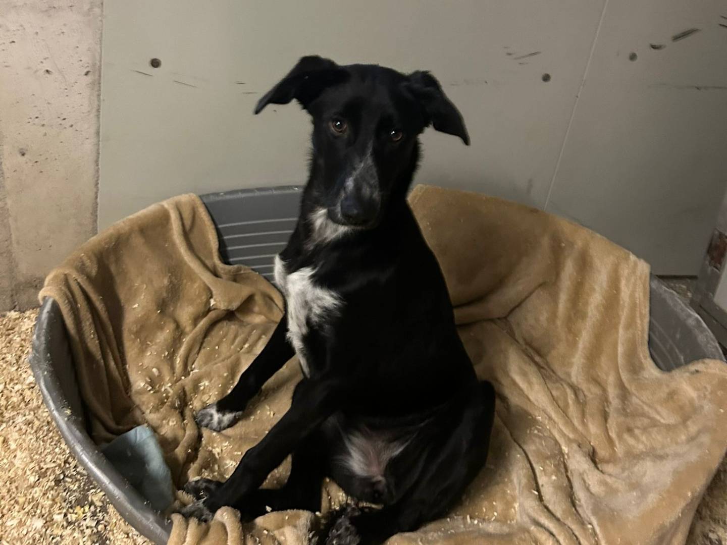 Adozione cane, femmina, Razza sconosciuta Razza sconosciuta, 9 mesi, taglia media, Milano