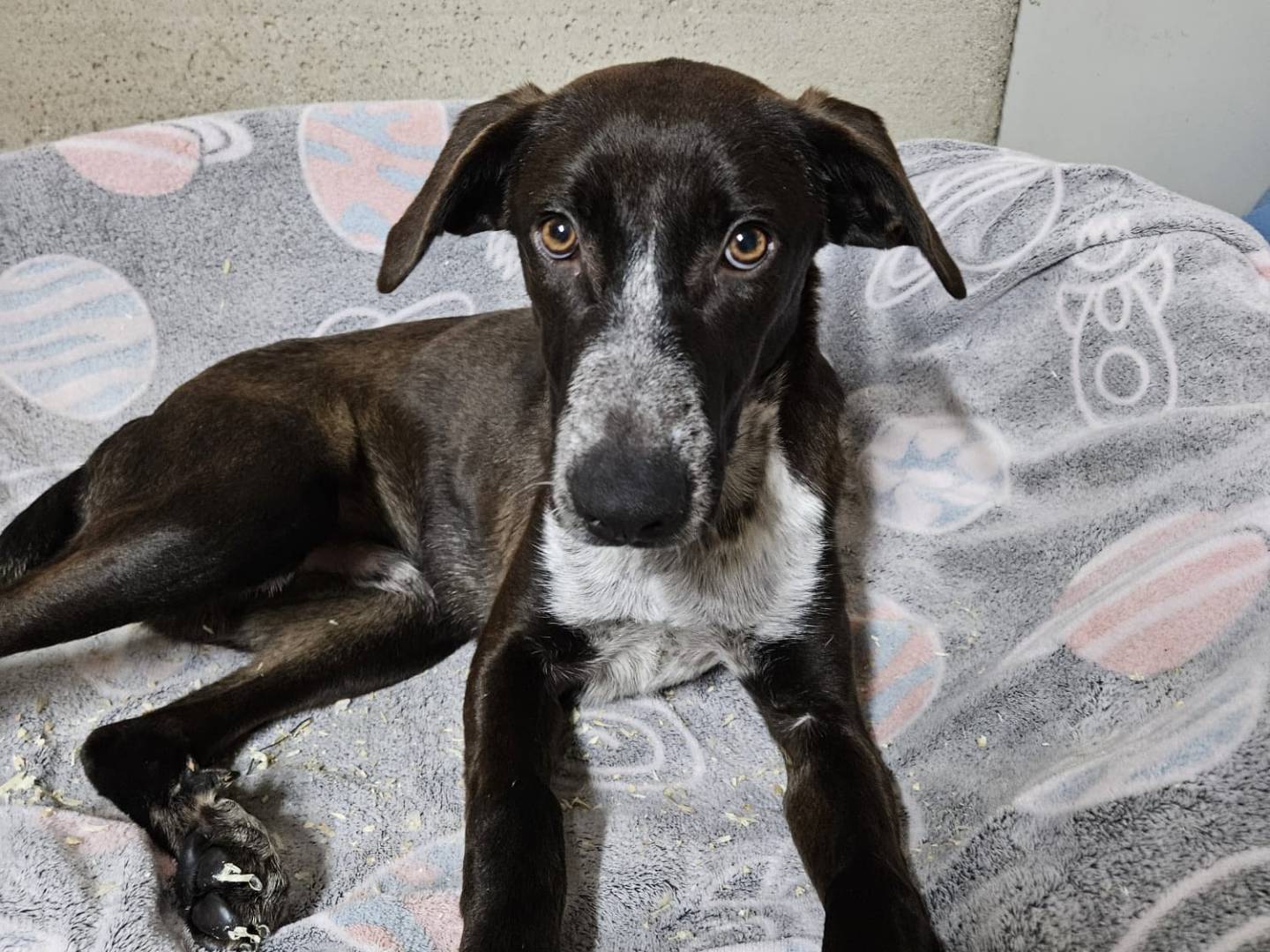 Adozione cane, maschio, Razza sconosciuta Razza sconosciuta, 9 mesi, taglia media, Milano