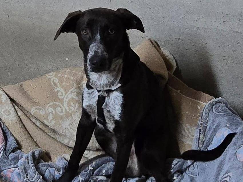 Adotta un cane, maschio, 9 mesi, Milano