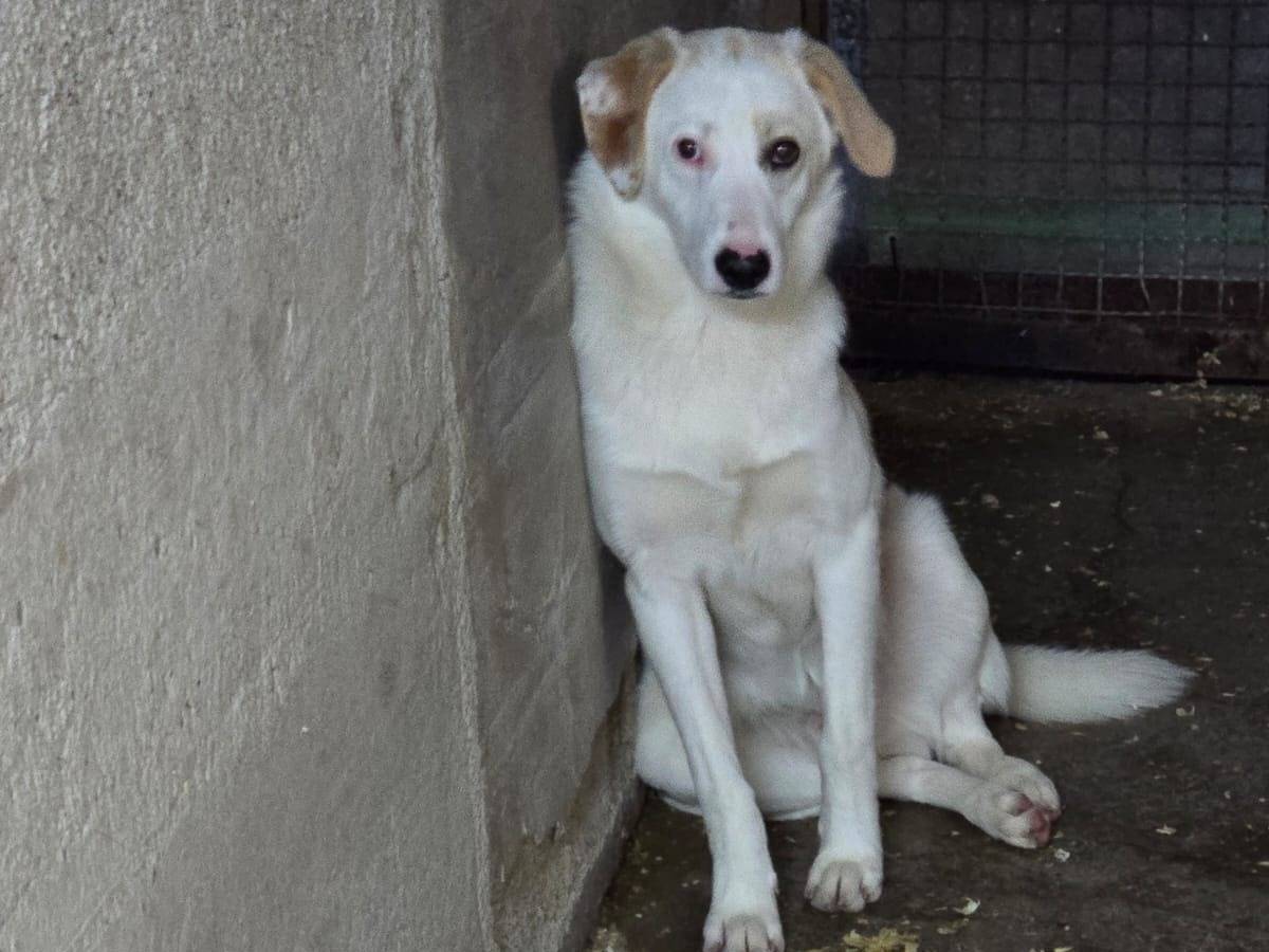 Adozione cane, maschio, Razza sconosciuta Razza sconosciuta, 9 mesi, taglia media, Milano