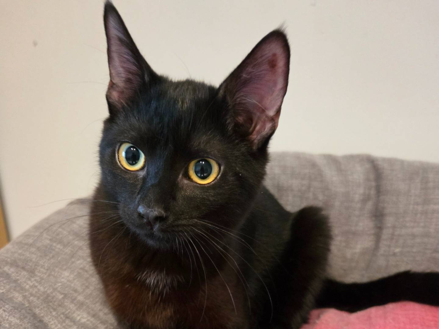 Adozione gatto, femmina, Razza sconosciuta Razza sconosciuta, 5 mesi, taglia non valida, Parma