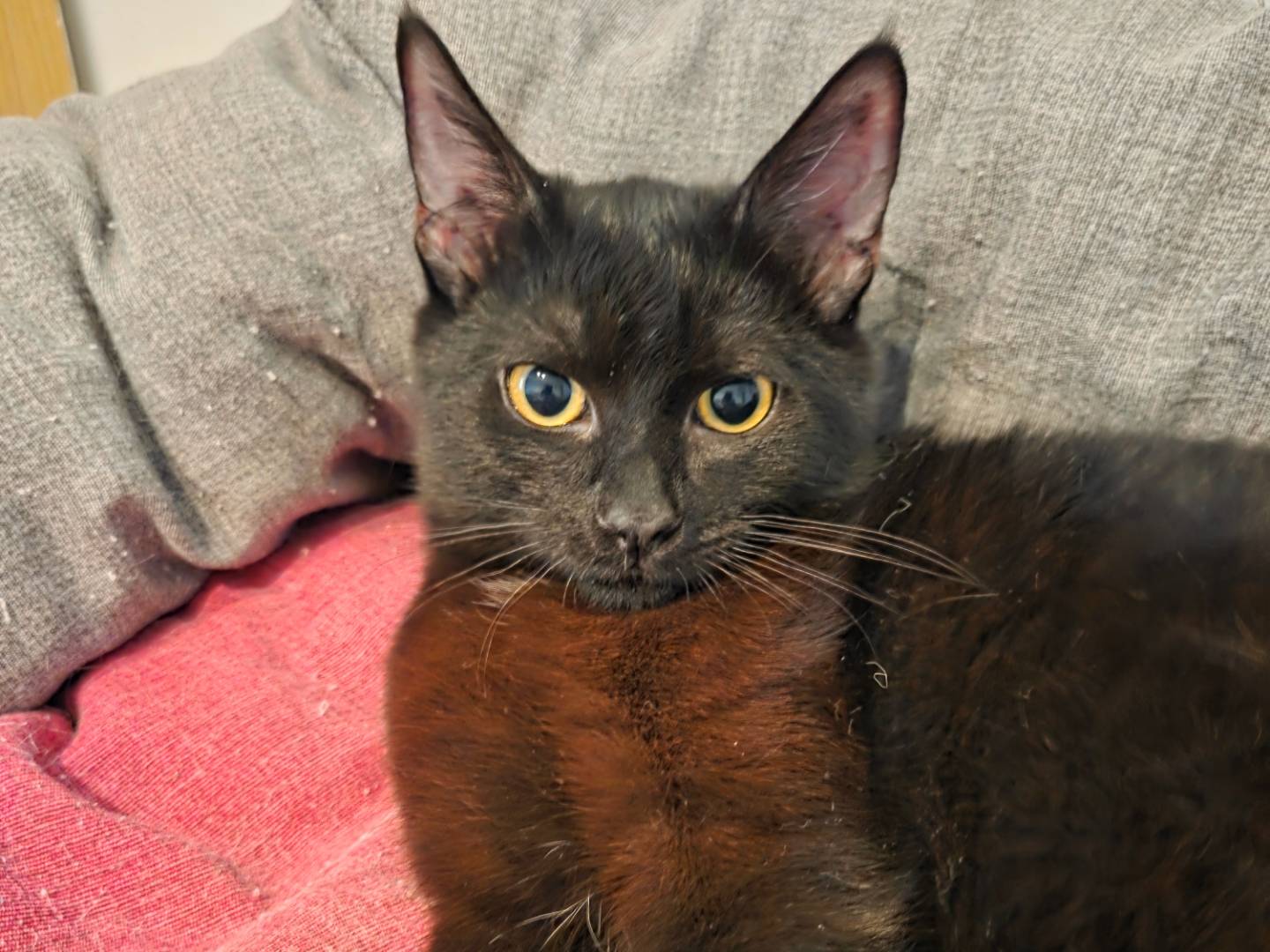 Adotta un gatto, femmina, 5 mesi, Parma