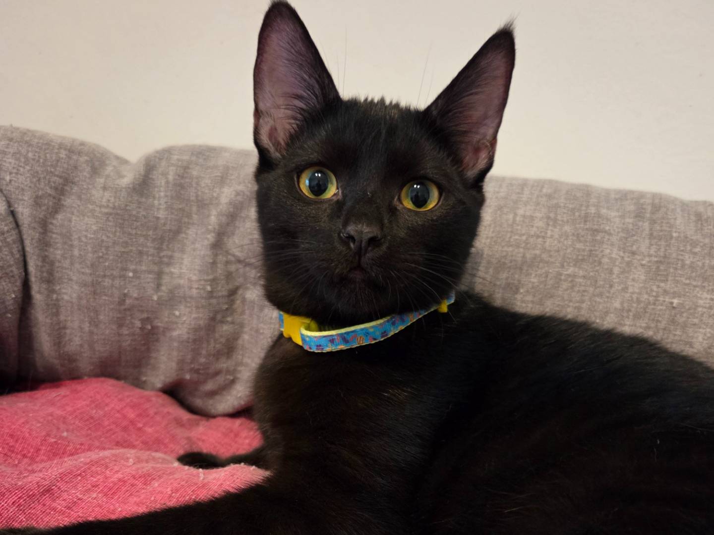 Adozione gatto, femmina, Razza sconosciuta Razza sconosciuta, 5 mesi, taglia non valida, Parma