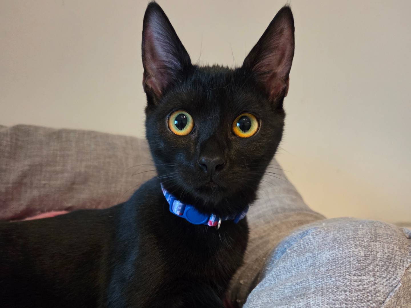 Adozione gatto, femmina, Razza sconosciuta Razza sconosciuta, 5 mesi, taglia non valida, Parma