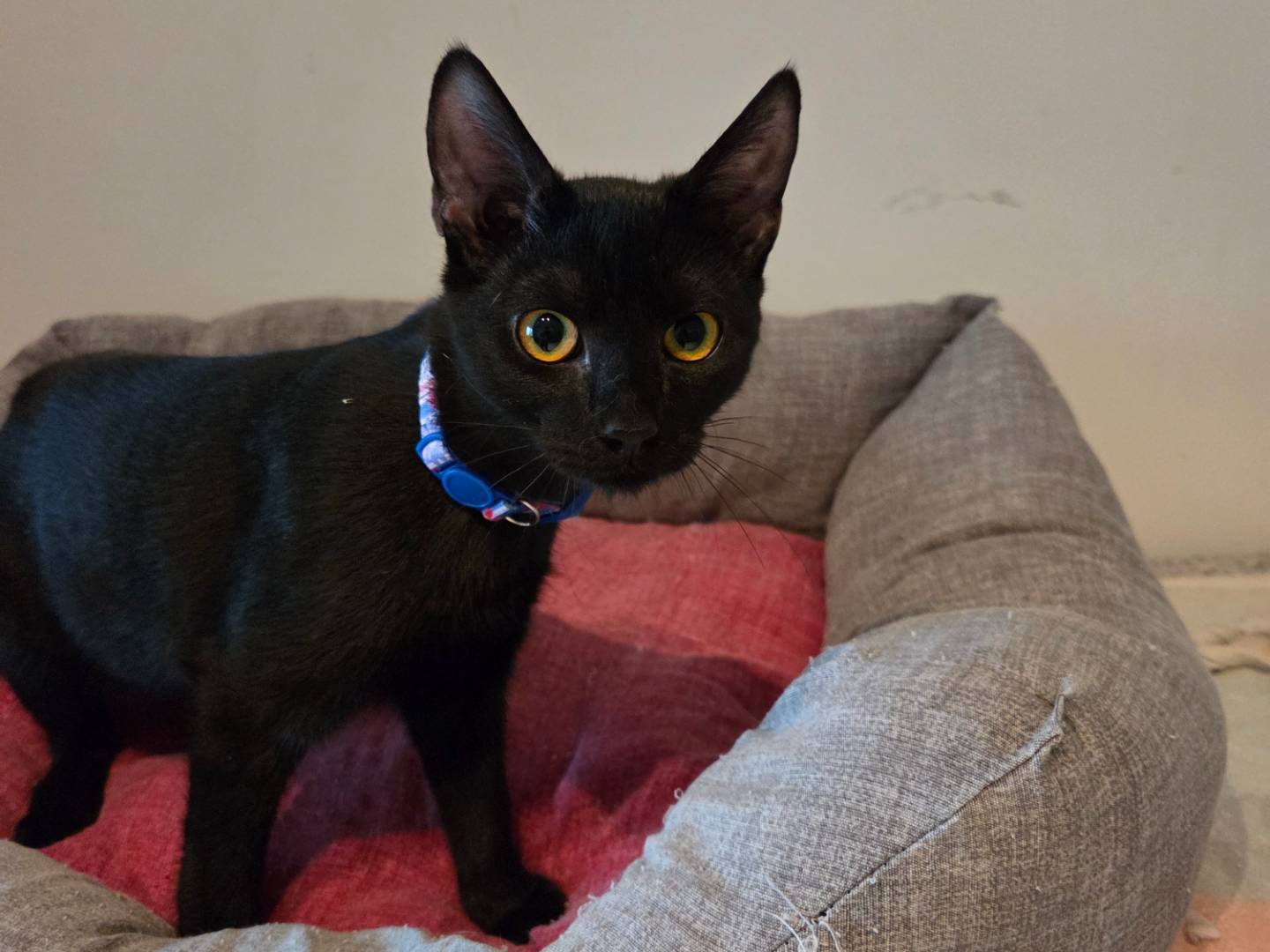 Adotta un gatto, femmina, 5 mesi, Parma