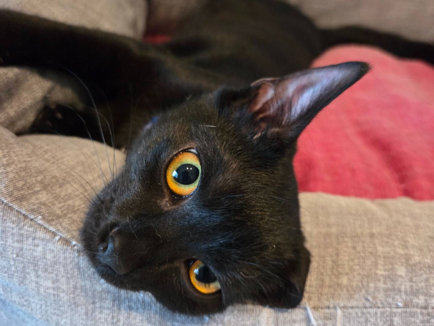 Adotta un gatto, taglia non valida, femmina, Parma