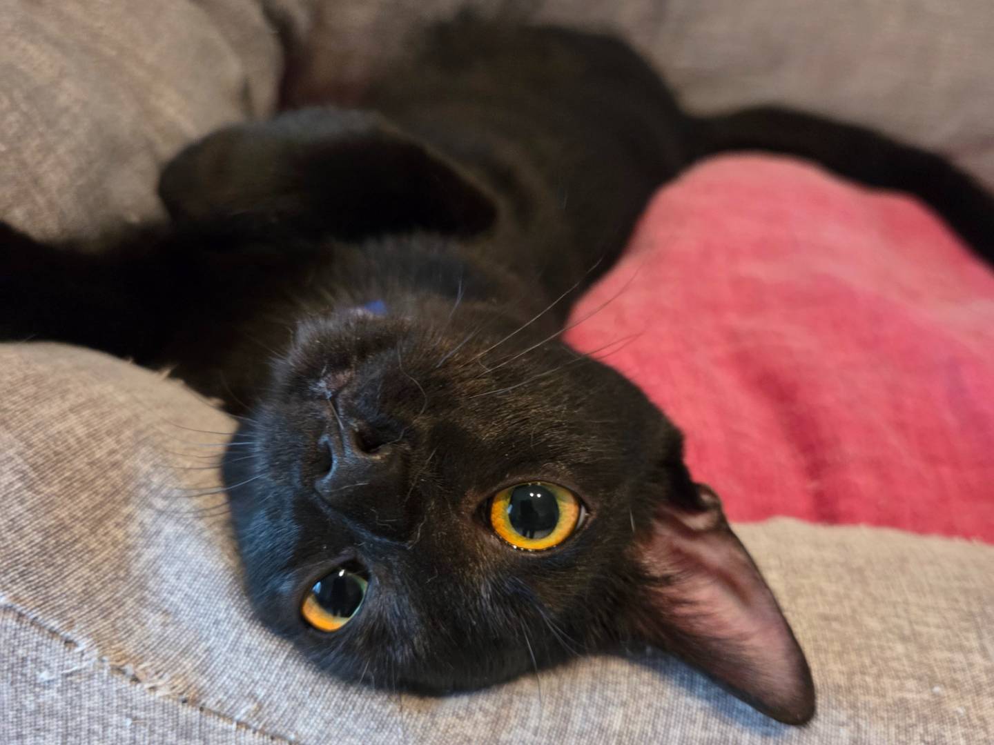 Vuoi adottare un gatto a Parma?