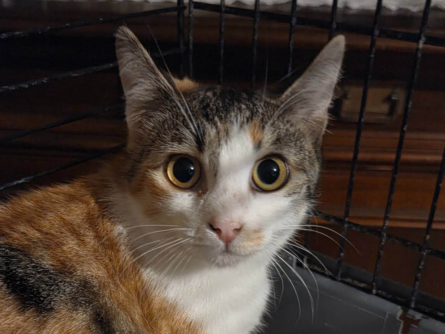 Adotta il gatto ESTER a Parma