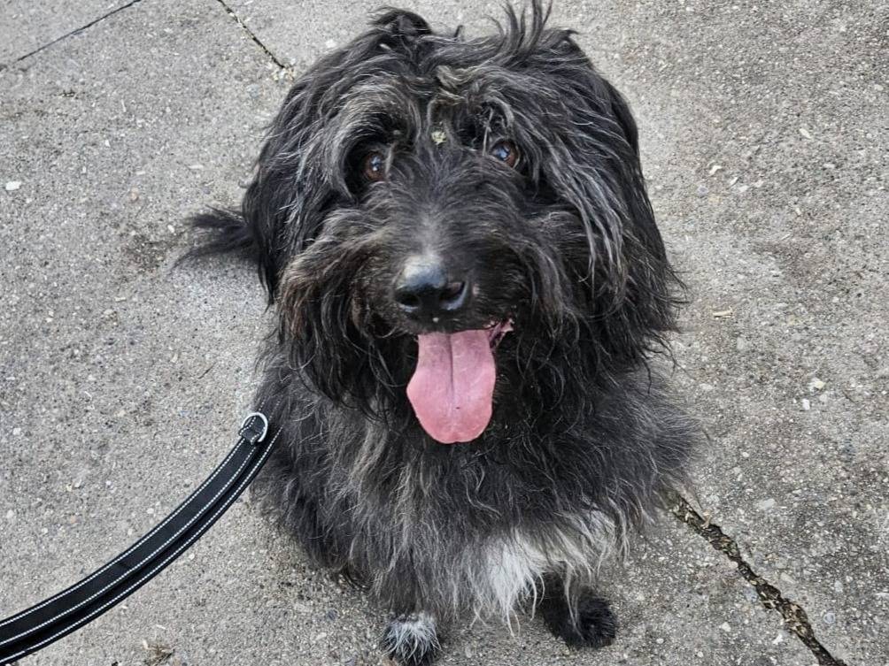 Adozione cane, maschio, Razza sconosciuta Razza sconosciuta, 7 anni e 11 mesi, taglia media, Milano