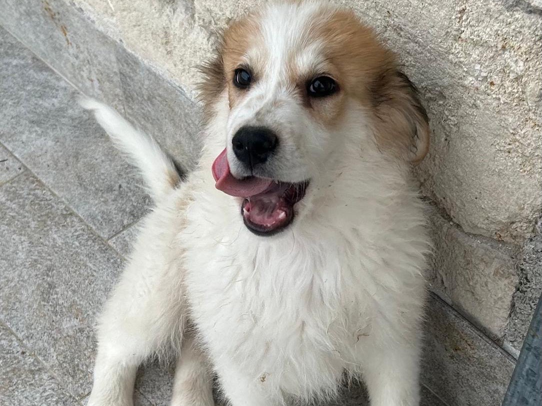 Adotta un cane, taglia media, maschio, Siracusa