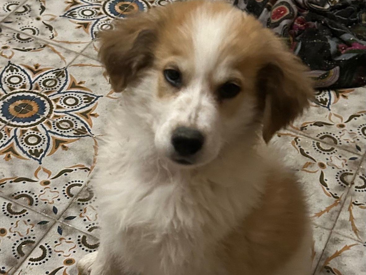 Vuoi adottare un cane a Siracusa?