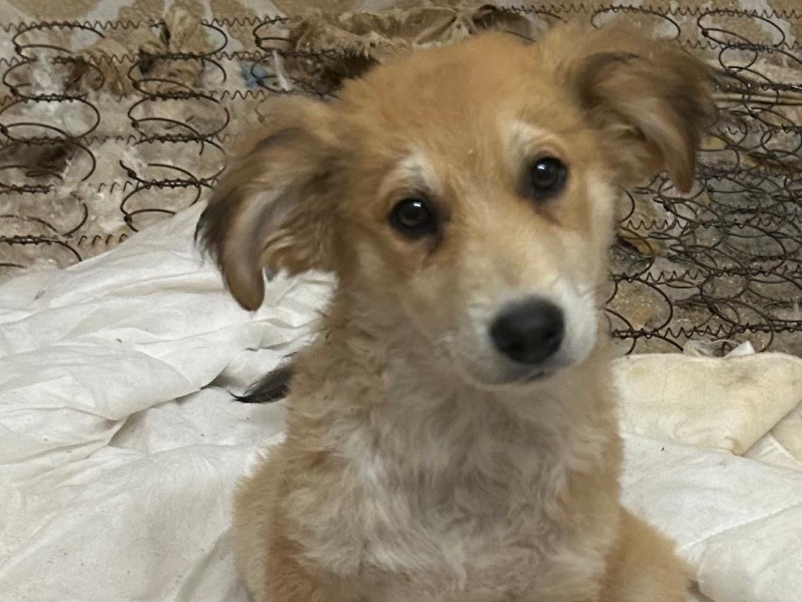 Adotta un cane, maschio, 2 mesi, Siracusa