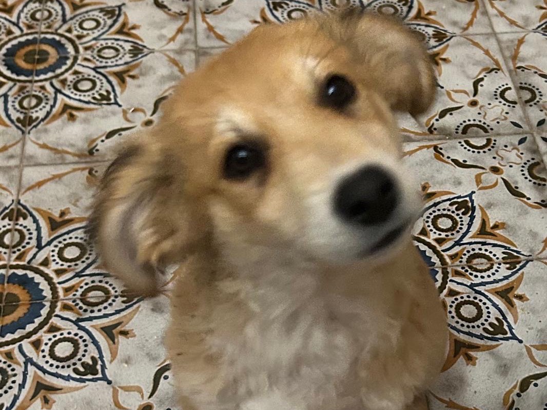 Adotta un cane, taglia media, maschio, Siracusa