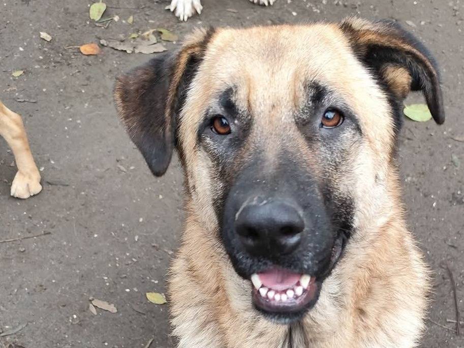 Adotta un cane, femmina, 1 anno, Avellino