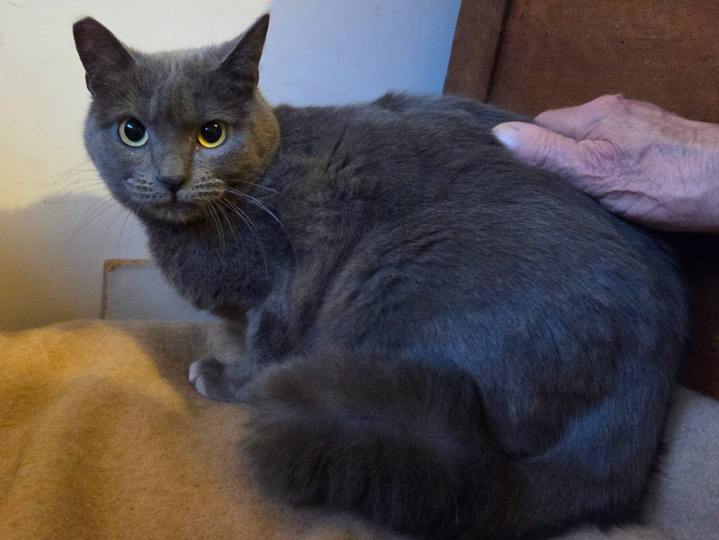 Adotta un gatto, femmina, 1 anno e 8 mesi, Parma