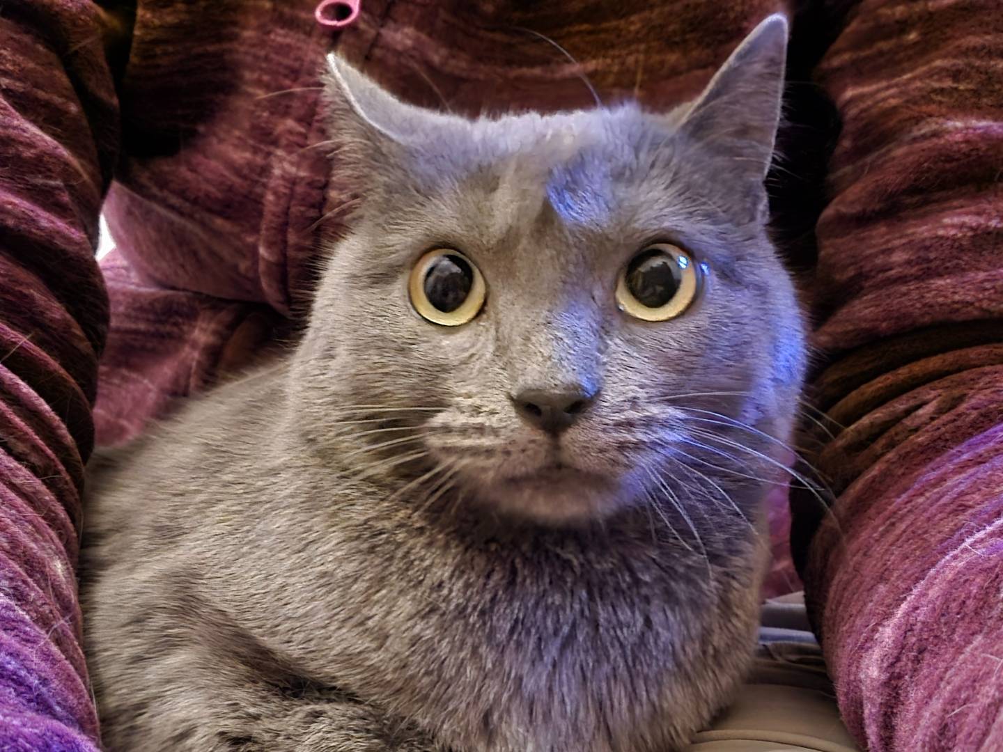 Adotta un gatto, taglia non valida, femmina, Parma