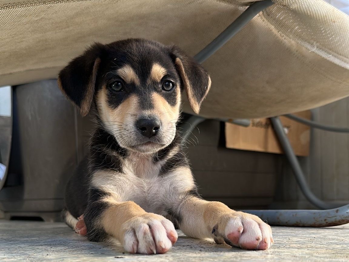 Adozione cane, maschio, Bassotto Razza sconosciuta, 2 mesi, taglia media contenuta, Siracusa