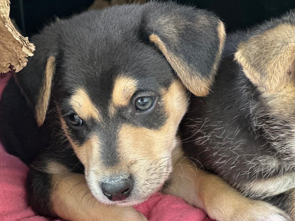 Adotta un cane, maschio, 2 mesi, Siracusa