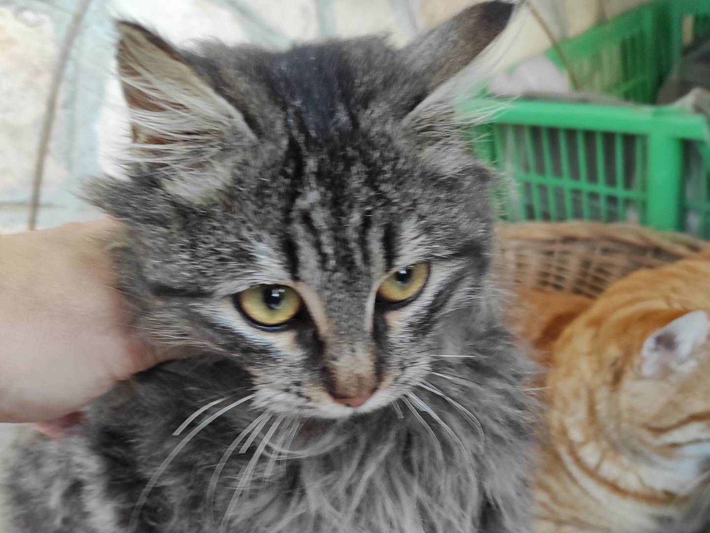 Adotta un gatto, maschio, 6 mesi, Taranto