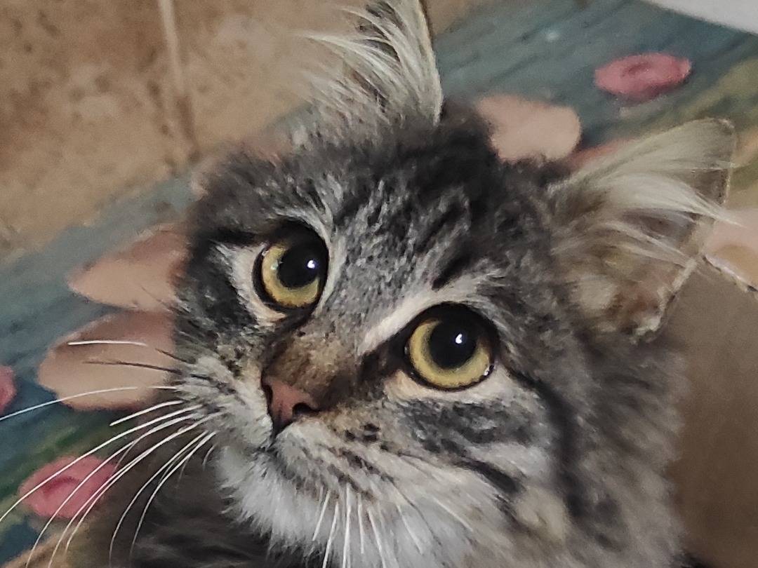 Adotta un gatto, taglia non valida, maschio, Taranto