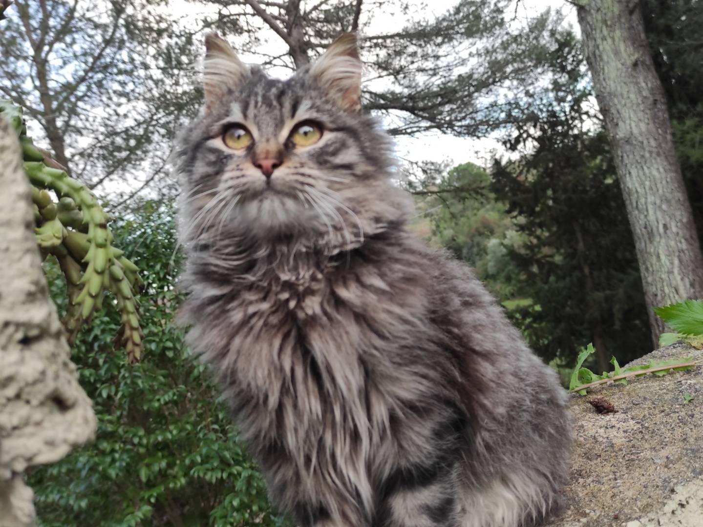 Vuoi adottare un gatto a Taranto?