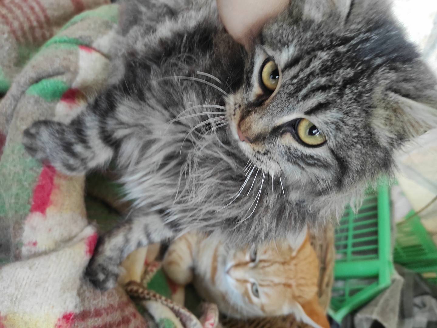 Adotta il gatto Ponpon a Taranto