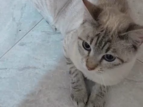 Adotta il gatto Bijou a Roma