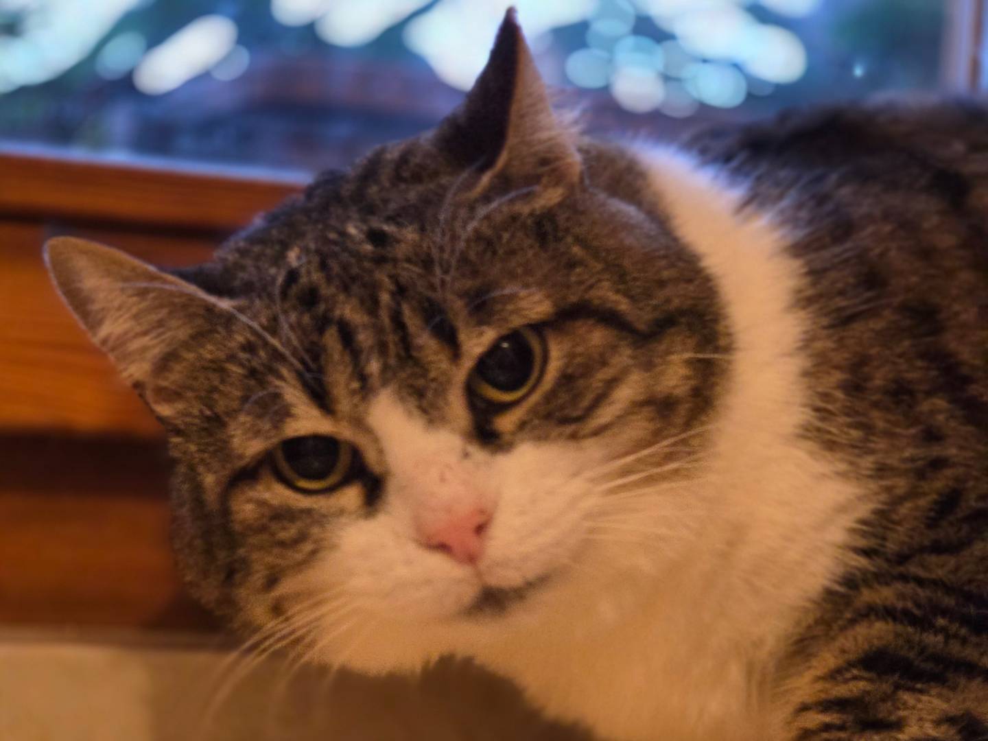 Adozione gatto, femmina, Razza sconosciuta Razza sconosciuta, 2 anni e 3 mesi, taglia non valida, Parma