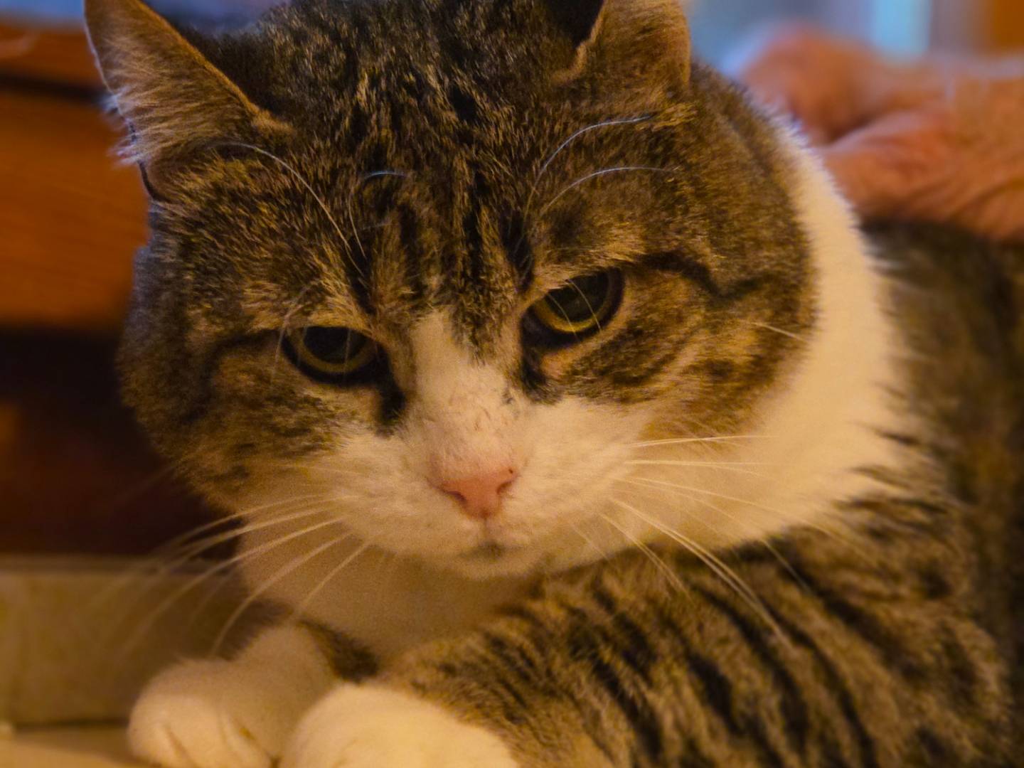 Adotta un gatto, femmina, 2 anni e 3 mesi, Parma