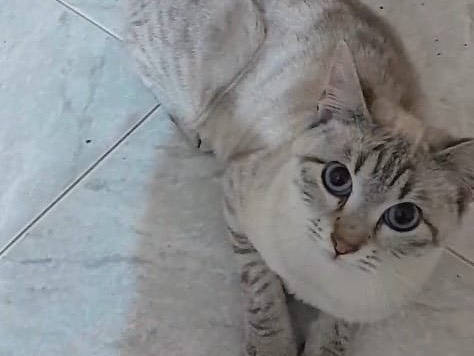 Adotta un gatto, femmina, 6 mesi, Milano