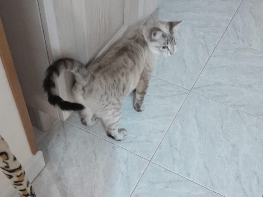 Adotta un gatto, taglia non valida, femmina, Milano