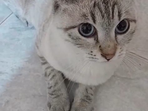 Vuoi adottare un gatto a Milano?