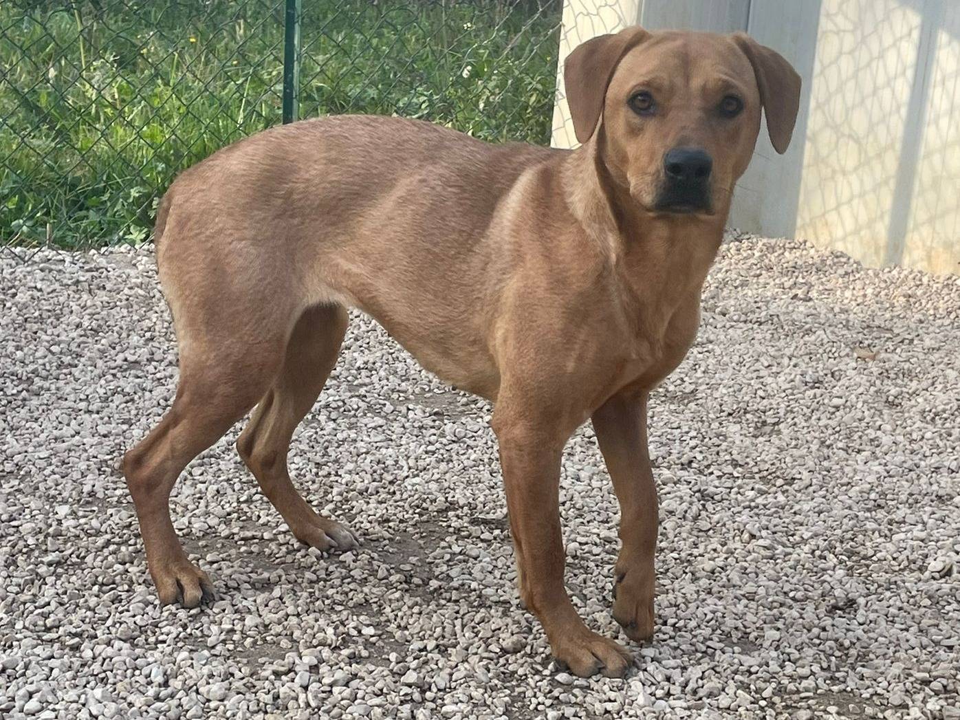 Adotta un cane, femmina, 1 anno e 6 mesi, Frosinone