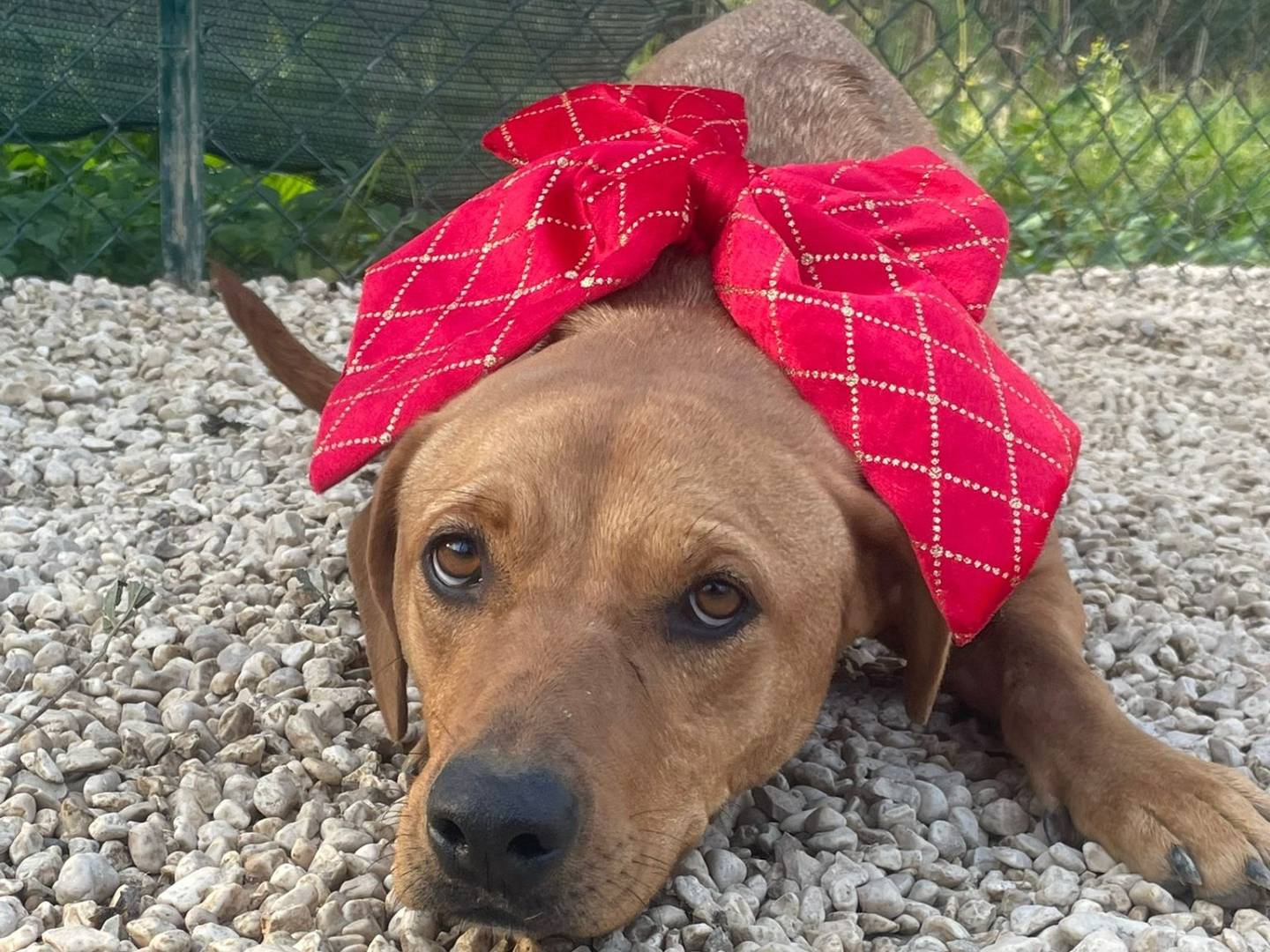 Adotta un cane, taglia media, femmina, Frosinone