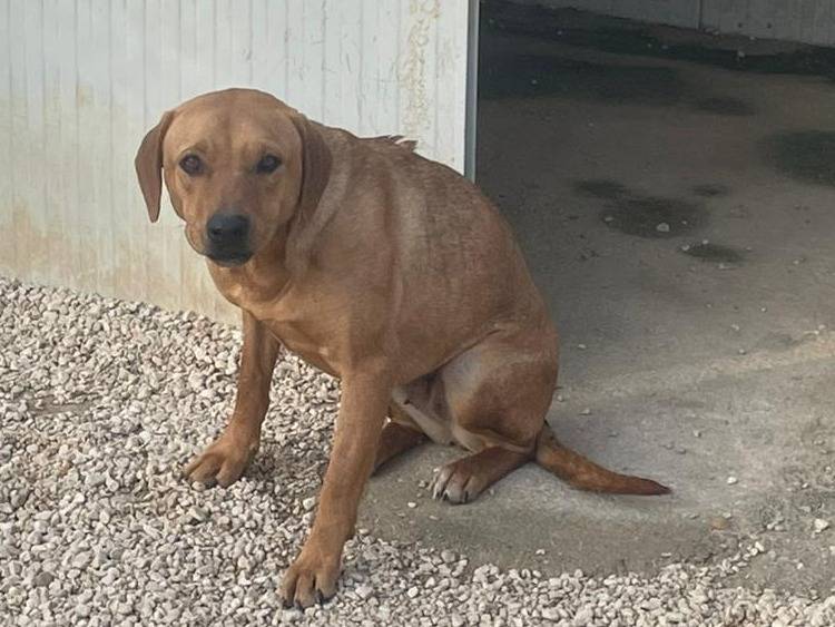Vuoi adottare un cane a Frosinone?