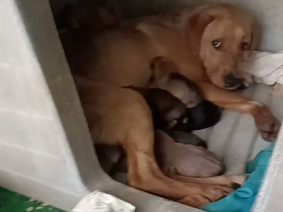 Adotta il cane AMERICA a Frosinone