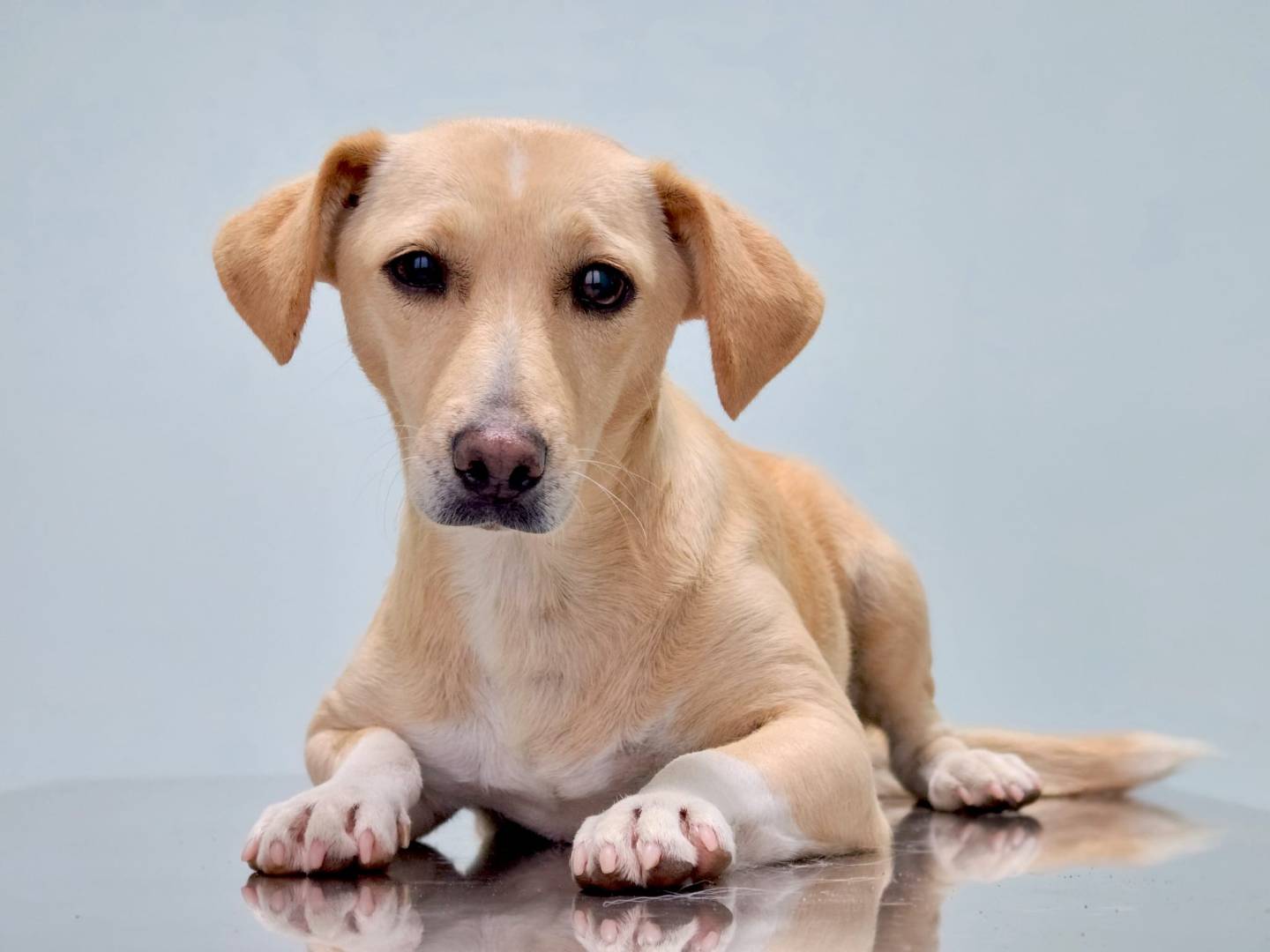 Adozione cane, femmina, Razza sconosciuta Razza sconosciuta, 5 anni, taglia piccola, Arezzo