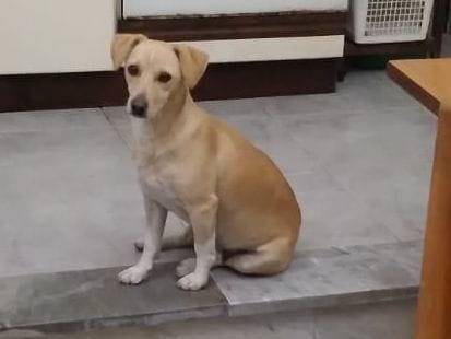 Adotta un cane, taglia piccola, femmina, Arezzo