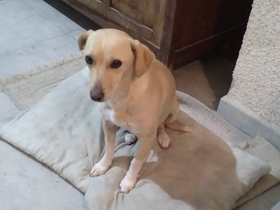 Vuoi adottare un cane a Arezzo?