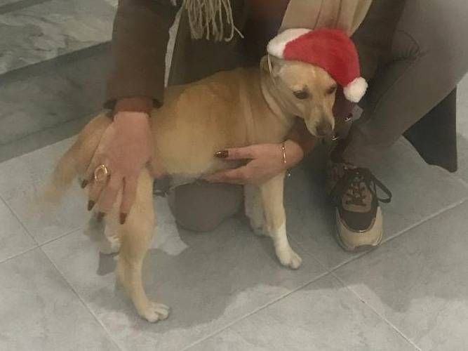 Adotta il cane LEA a Arezzo