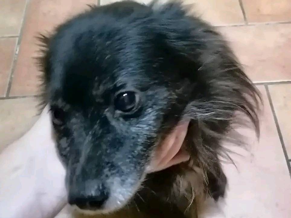 Adozione cane, maschio, Razza sconosciuta Razza sconosciuta, 7 anni e 1 mese, taglia piccola, Cremona